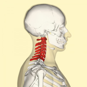 800px-Cervical_vertebrae_lateral2