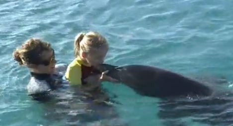dolphin therapy
