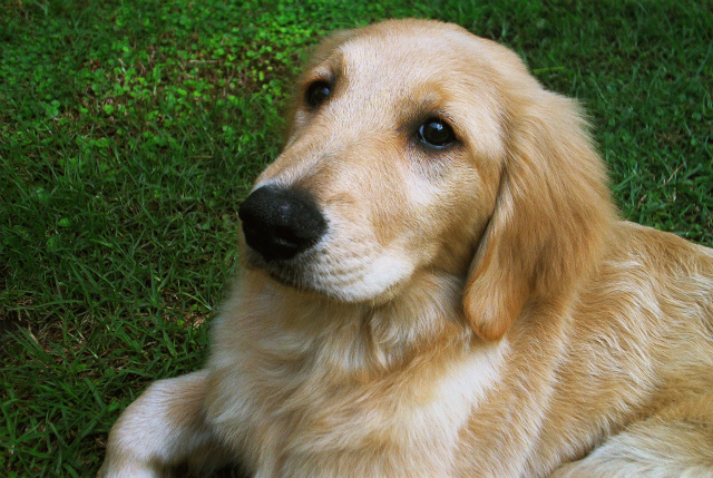 sGolden_Retriever